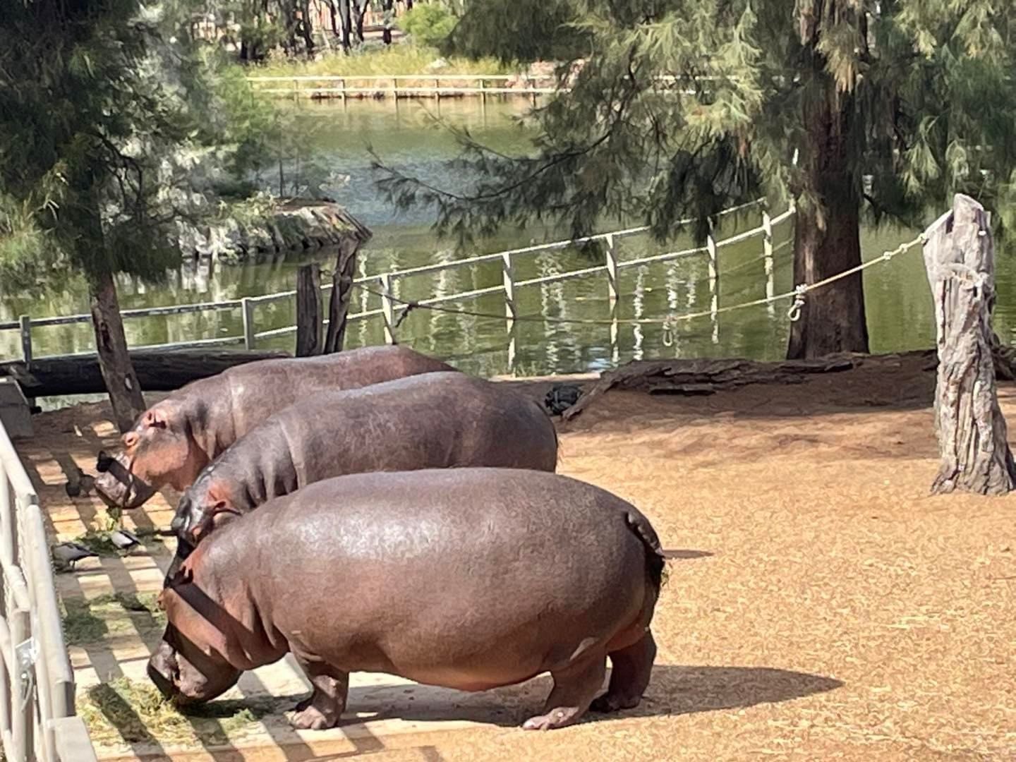 Dubbo Zoo 2025 Image -67de04d6e8bf4